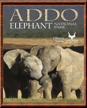Addo Elephant guide officiel