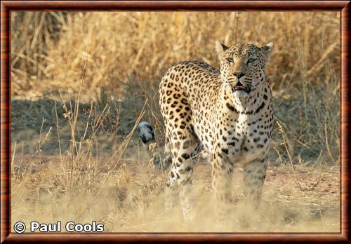 African leopard Panthera pardus pardus