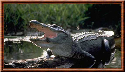 Alligator genre