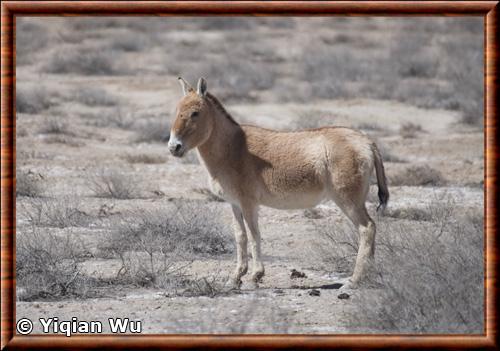 Ane sauvage de Mongolie (Equus hemionus hemionus)