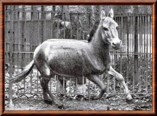 Ane sauvage de Syrie (Equus hemionus hemippus)