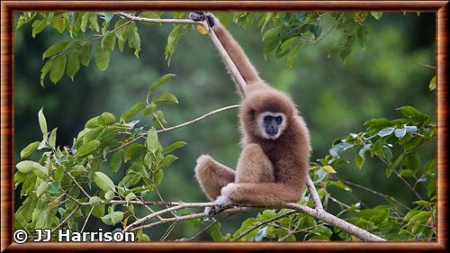 Animaux gibbon