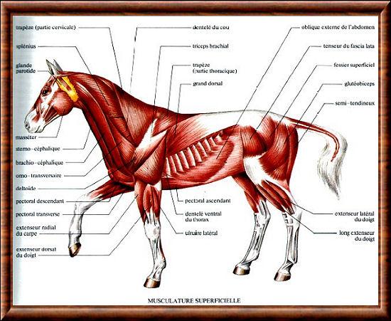 Animaux muscles cheval