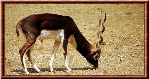 Antilope genre