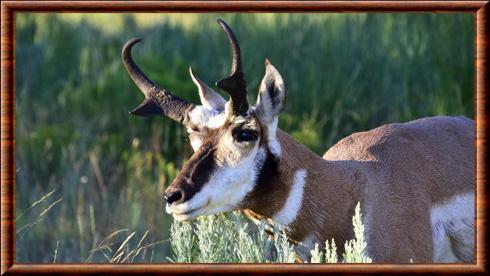 Antilope d'Amerique a Yellowstone.jpg
