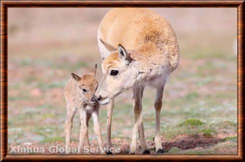 Antilope-du-tibet-femelle.jpg