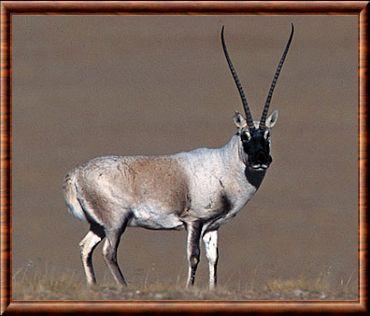 Antilope du Tibet (Pantholops hodgsonii)