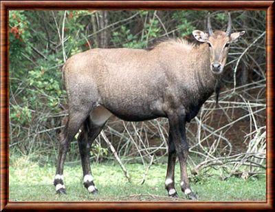 Antilope nilgaut (Boselaphus tragocamelus)