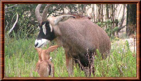 Antilope rouanne femelle
