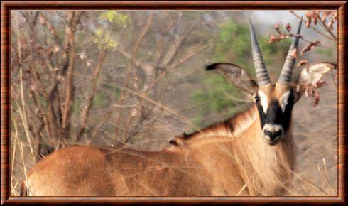 Antilope rouanne Penjari