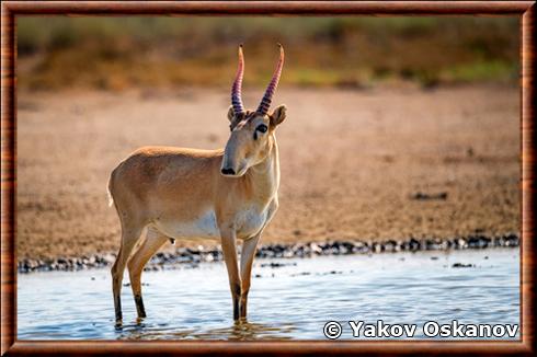 Antilope saiga en Asie Centrale