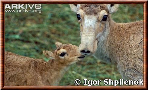 Antilope saiga femelle
