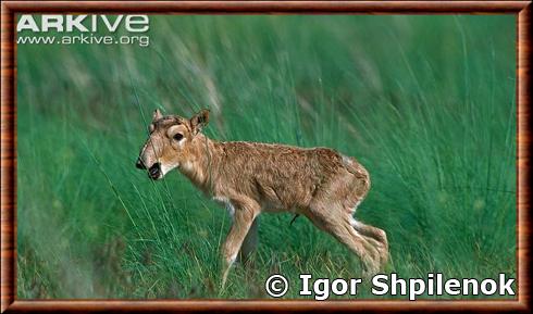 Antilope saiga juvenile