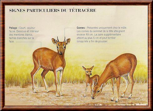 antilope tetracere 01