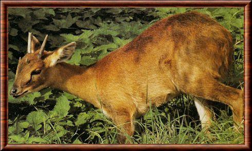 Antilope tetracere (Tetracerus quadricornis)