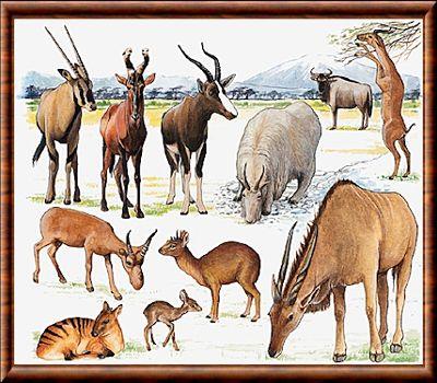 Antilopes especes