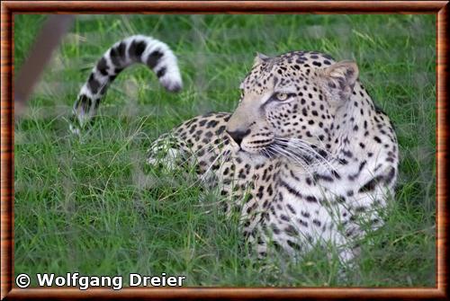 Arabian leopard (Panthera pardus nimr)