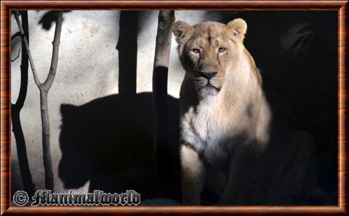 Asiatic lion (Panthera leo persica)