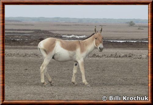 Asiatic wild ass (Equus hemionus)