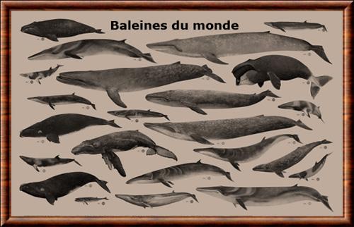 Baleines