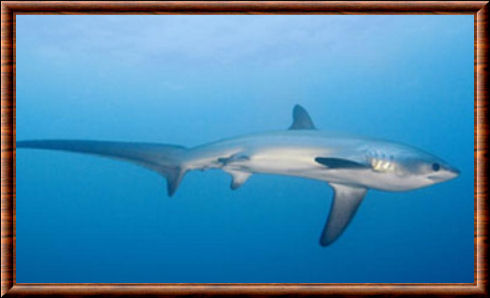 Bigeye-thresher-shark