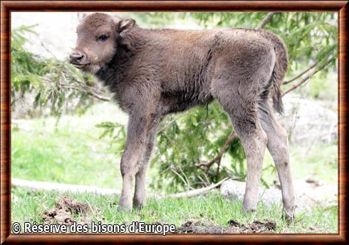 Bison d'Europe juvénile dans la réserve de bisons