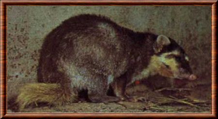 Burmese ferret-badger