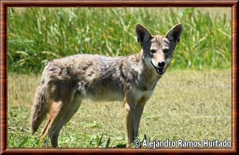 Coyote de la vallée de Californie (Canis latrans ochropus)