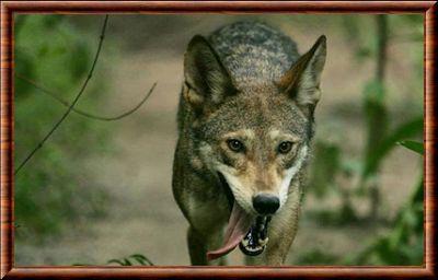 Loup rouge de Gregor (Canis rufus gregoryi)