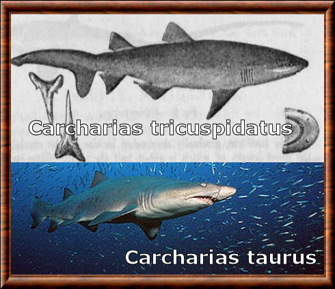 Carcharias