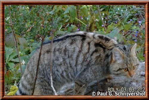 Caucasian wildcat (Felis silvestris causica)
