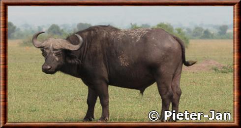 Central African Buffalo