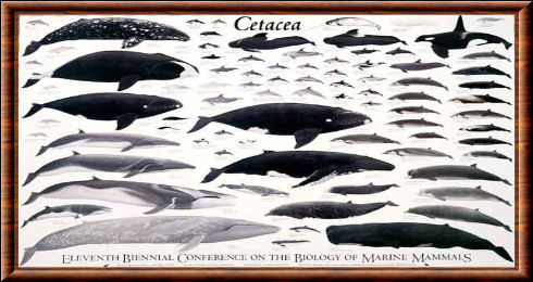 Cetacea