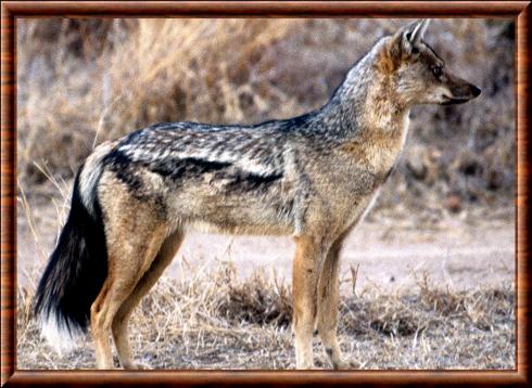 Chacal a flancs rayes (Canis adustus)