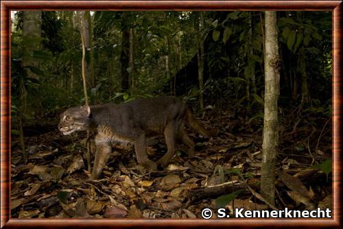 Chat dore de Borneo