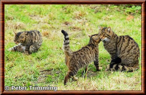 Chat sauvage d Ecosse femelle et chatons
