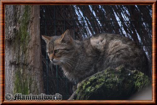 Chat sauvage d Europe (Felis silvestris silvestris)