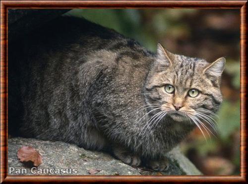 Chat sauvage du Caucase (Felis silvestris caucasica)