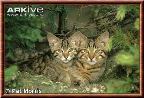 Chat sauvage europeen femelle et chaton