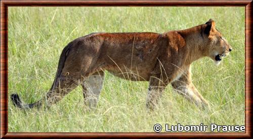 Congo lion (Panthera leo azandica)