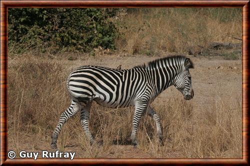 Crawshays zebra Equus quagga crawshayi