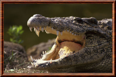Crocodile 08
