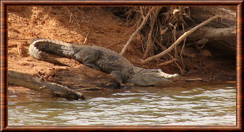 Crocodile d'Afrique de l'Ouest (Crocodylus suchus)