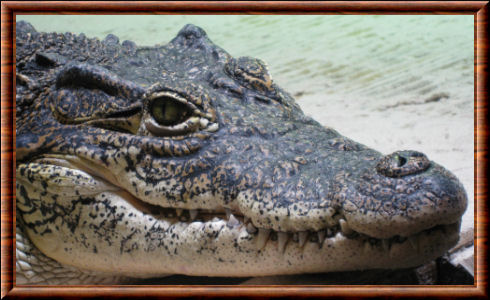 Crocodile de Cuba 03