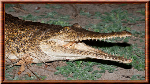 Crocodile de Johnston (Crocodylus johnsoni)