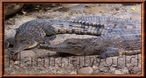 Crocodile de Johnston 06
