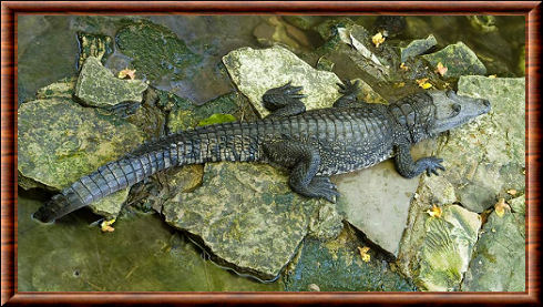 Crocodile de Morelet (Crocodylus moreletii)