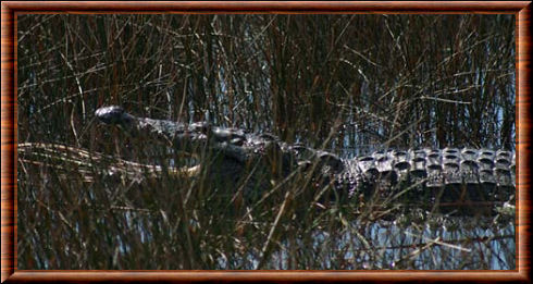 Crocodile de Morelet 04