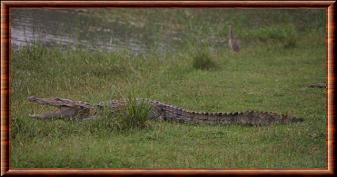 Crocodile des marais (Crocodylus palustris)