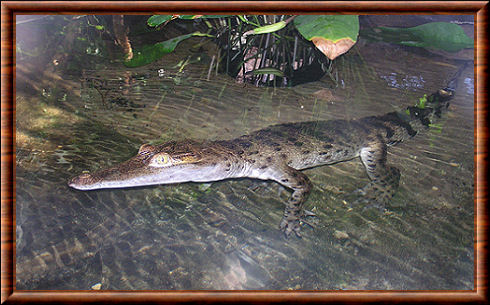Crocodile des Philippines (Crocodylus mindorensis)